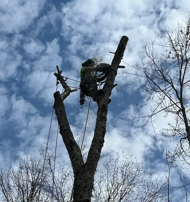 A man is climbing a tree with a blue sky in the background