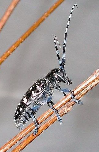 asian long horned beetle
