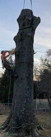 A man is cutting down a large tree with a chainsaw.