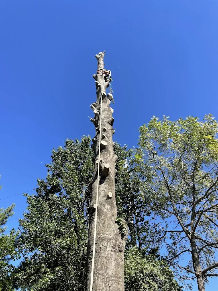 A man is climbing up the side of a tall tree.