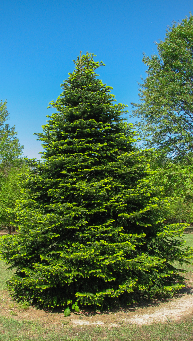 A large pine tree is surrounded by other trees in a park on a sunny day.