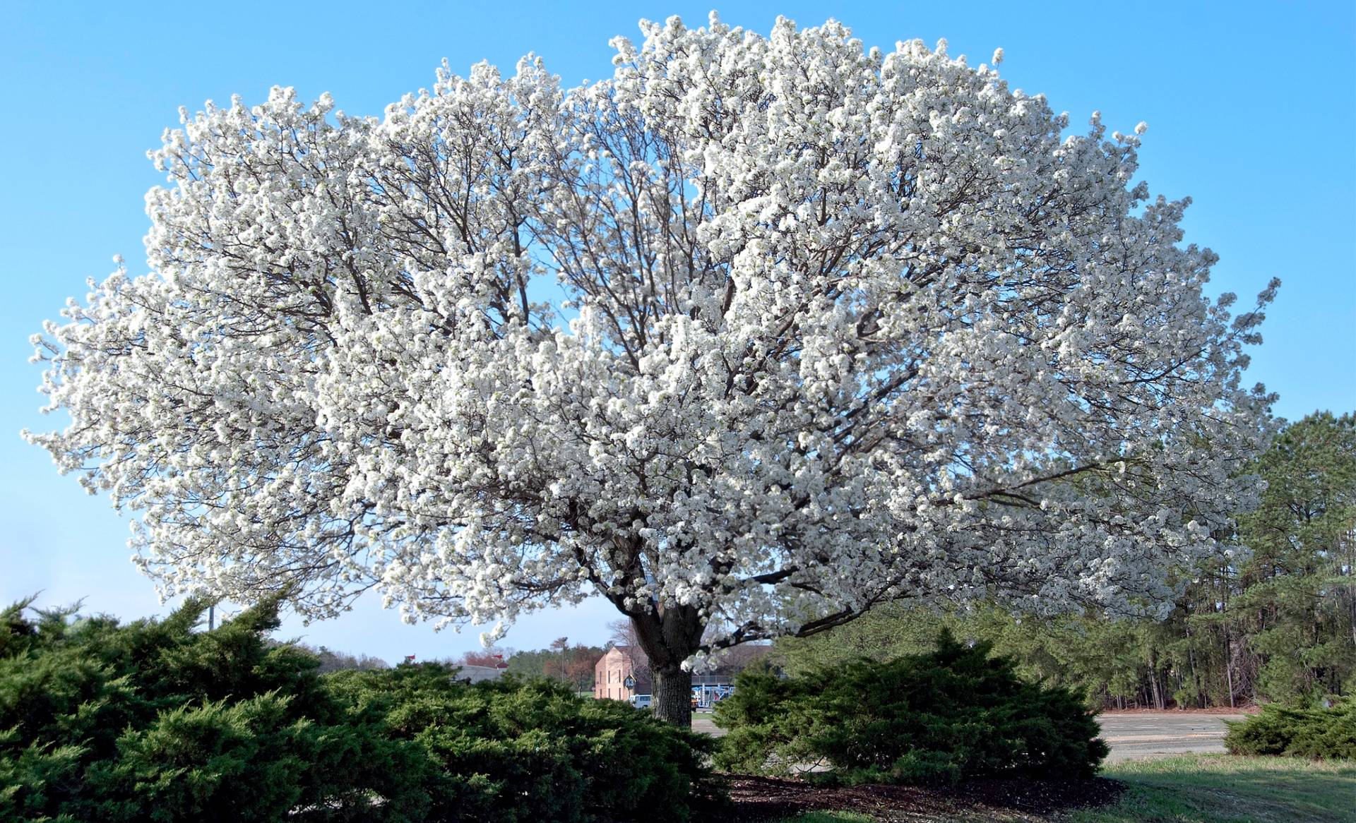 A tree with lots of white flowers on it