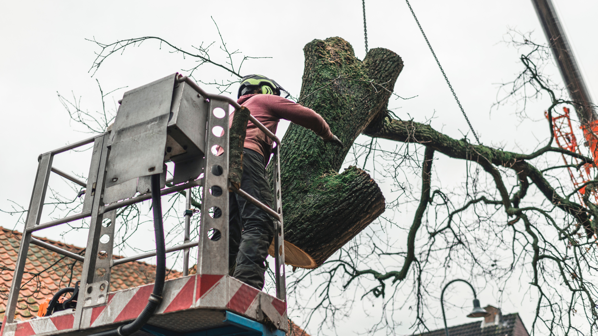 A person is cutting a tree branch with a pair of scissors.