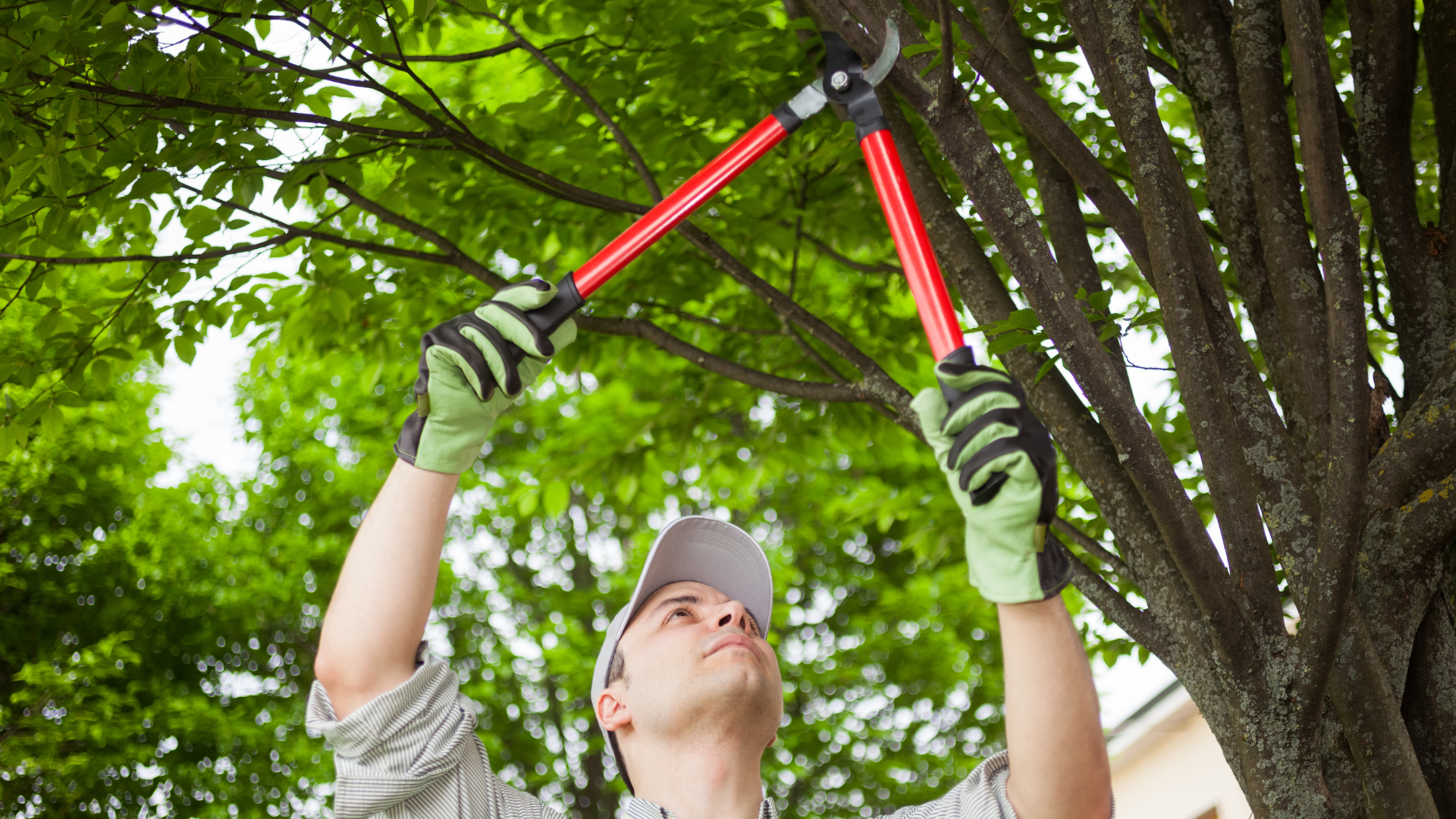 A man is hanging from a tree in the woods.