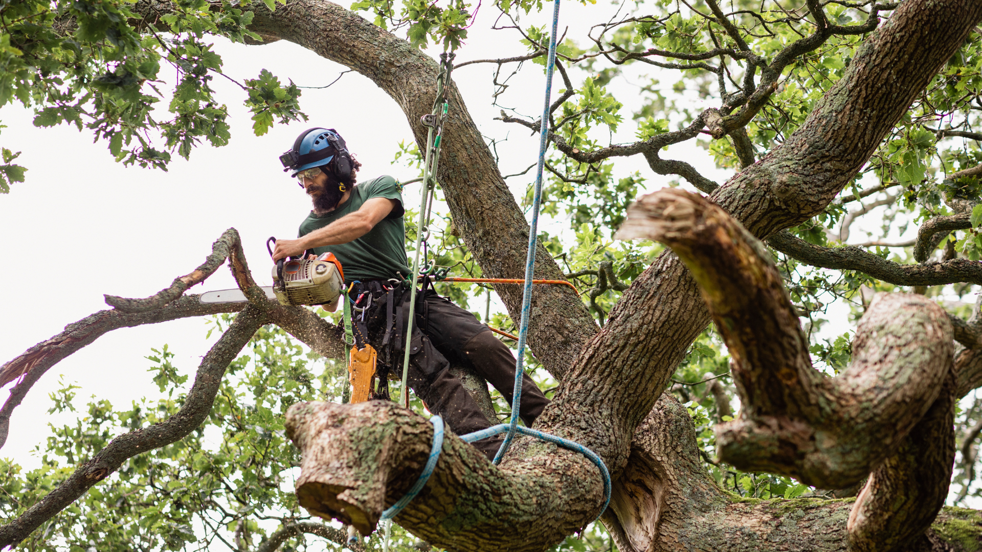 A person is cutting a tree with a chainsaw.
