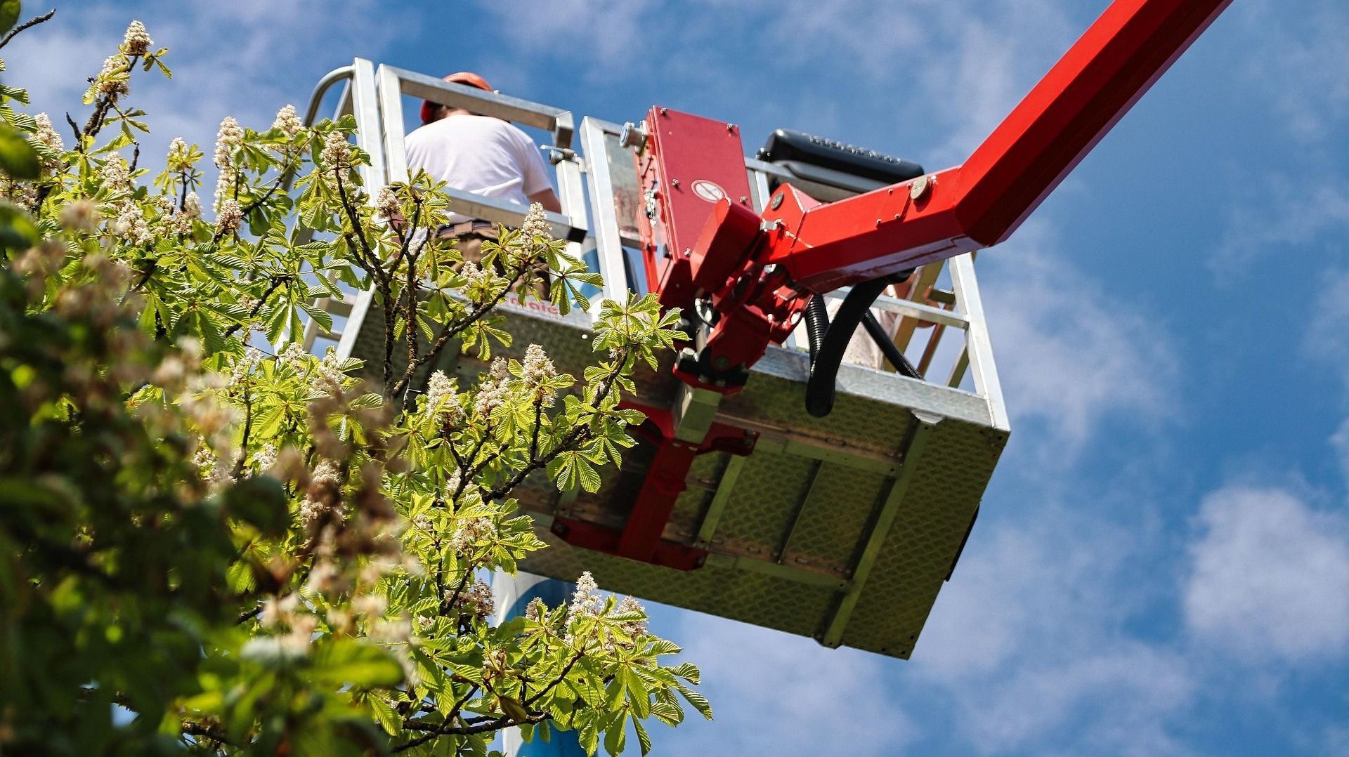 Person in a cherry picker trimming a tree against a blue sky.