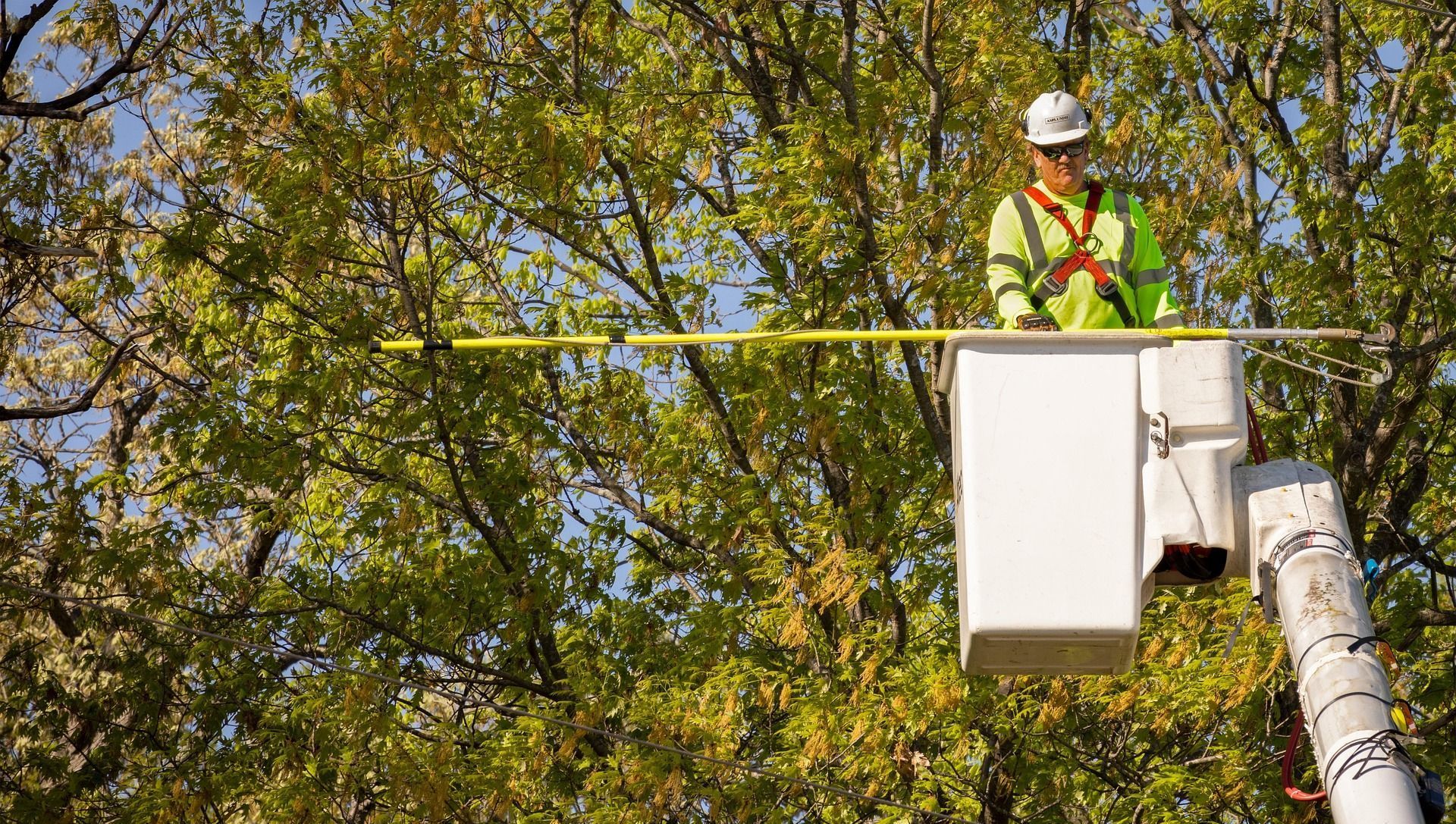 A man is sitting in a bucket truck measuring a tree.