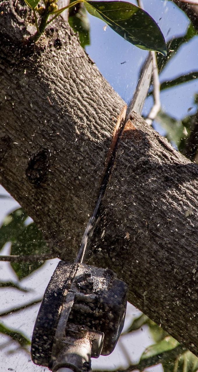 Chainsaw cutting a tree branch; sawdust flies in the air.