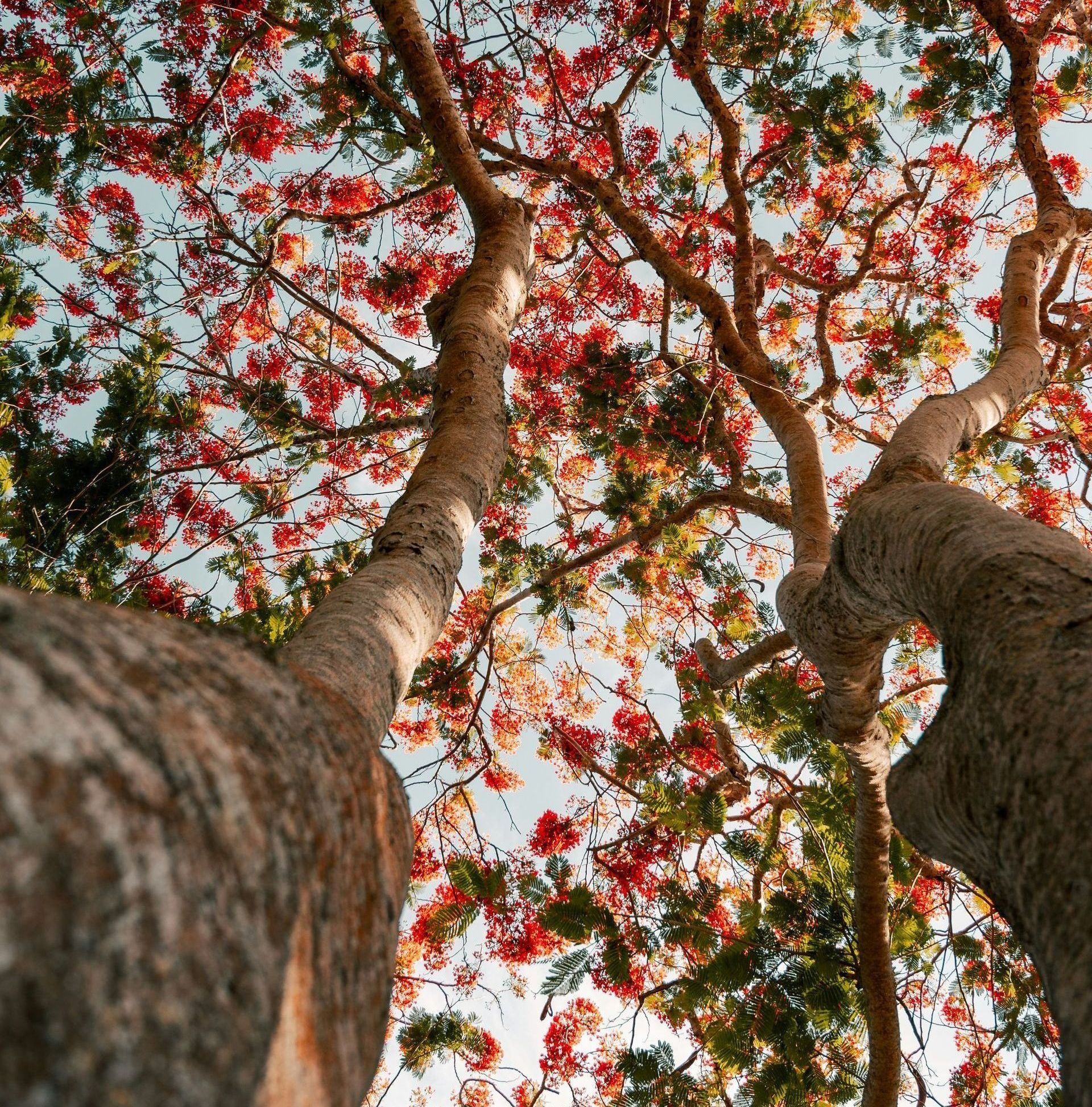 Looking up at flowering tree with red blooms and blue sky.