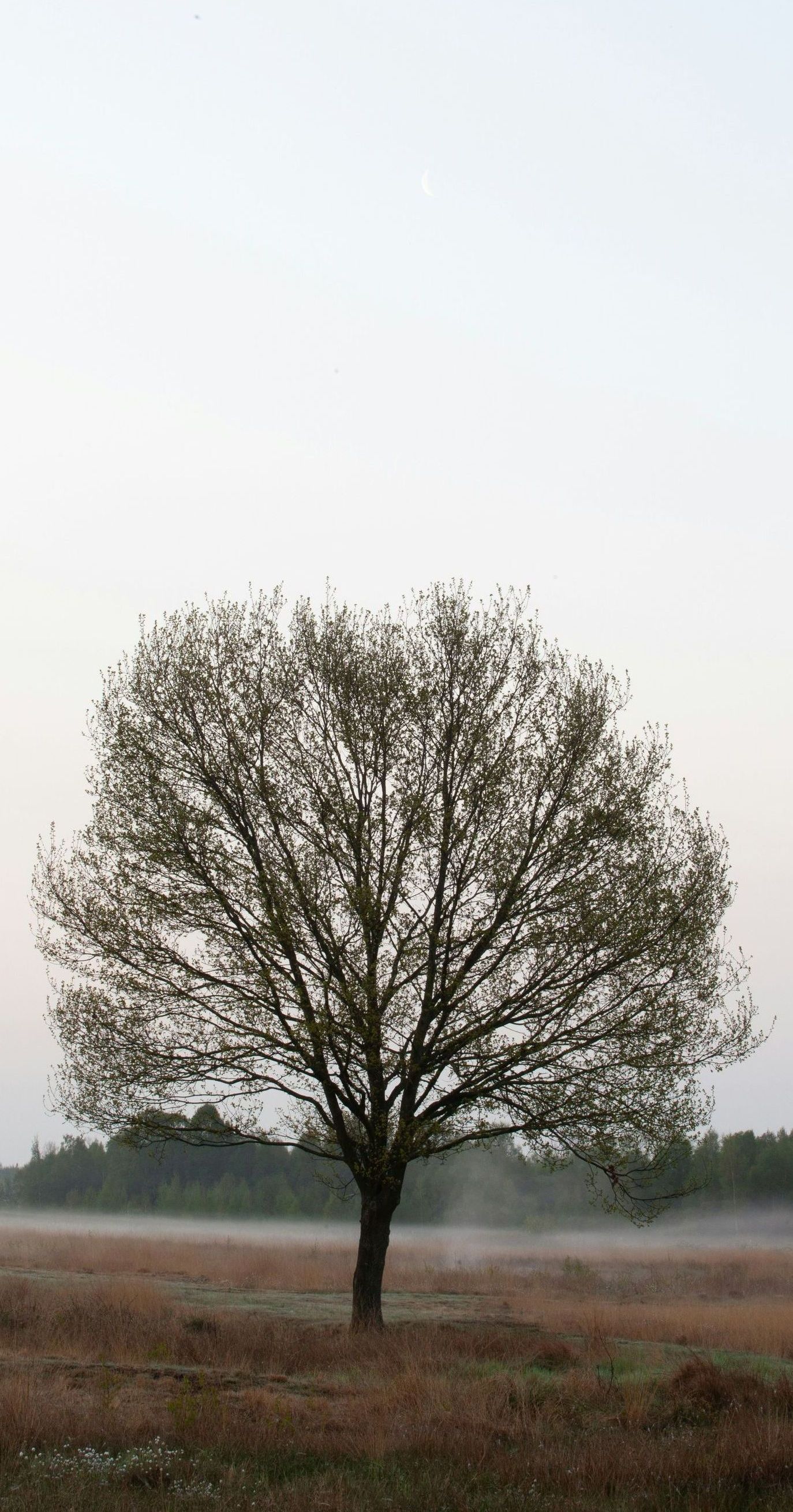 A tree in a field with white flowers on it.