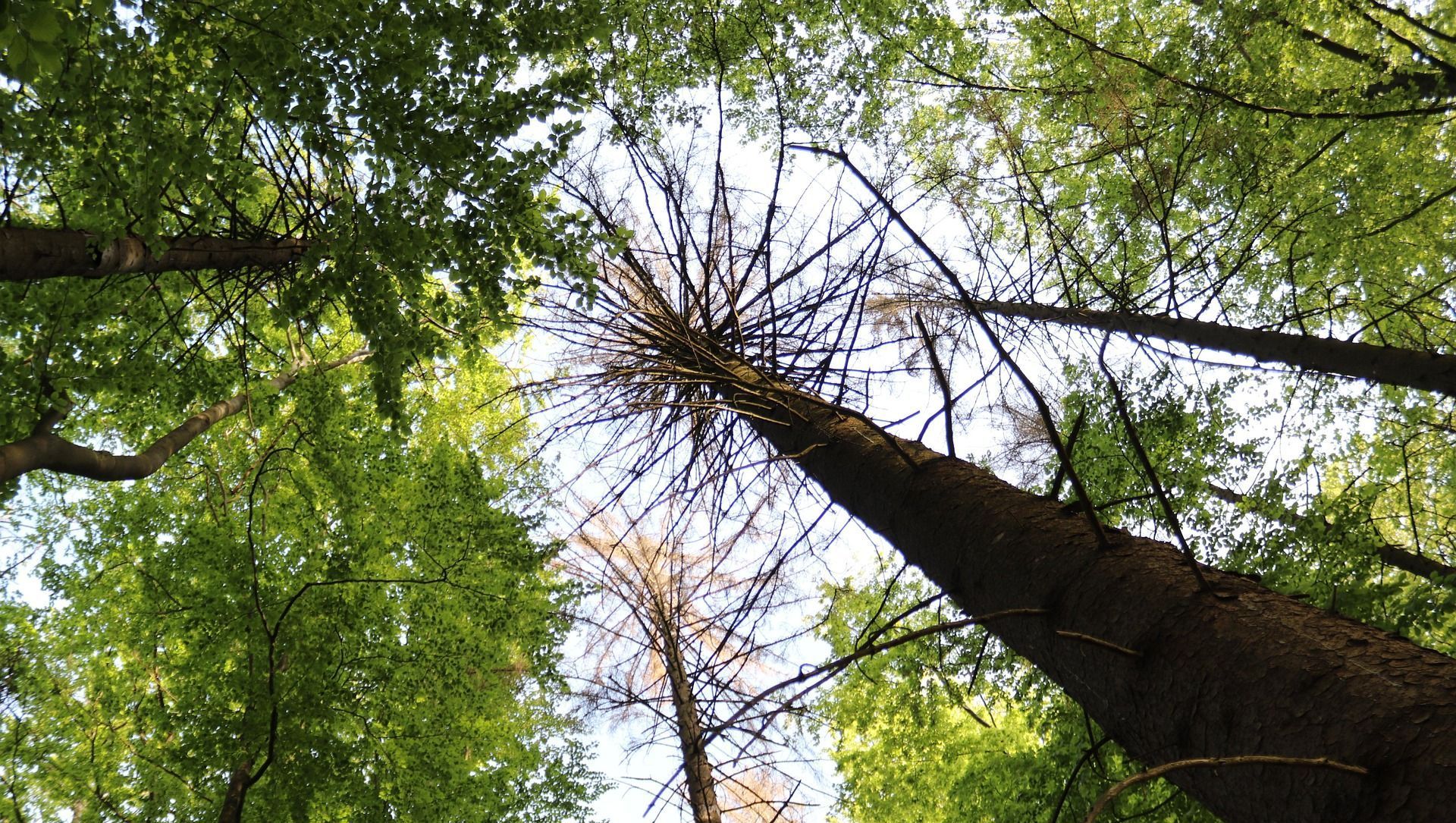 Looking up at a forest canopy, with a dead tree in the center.