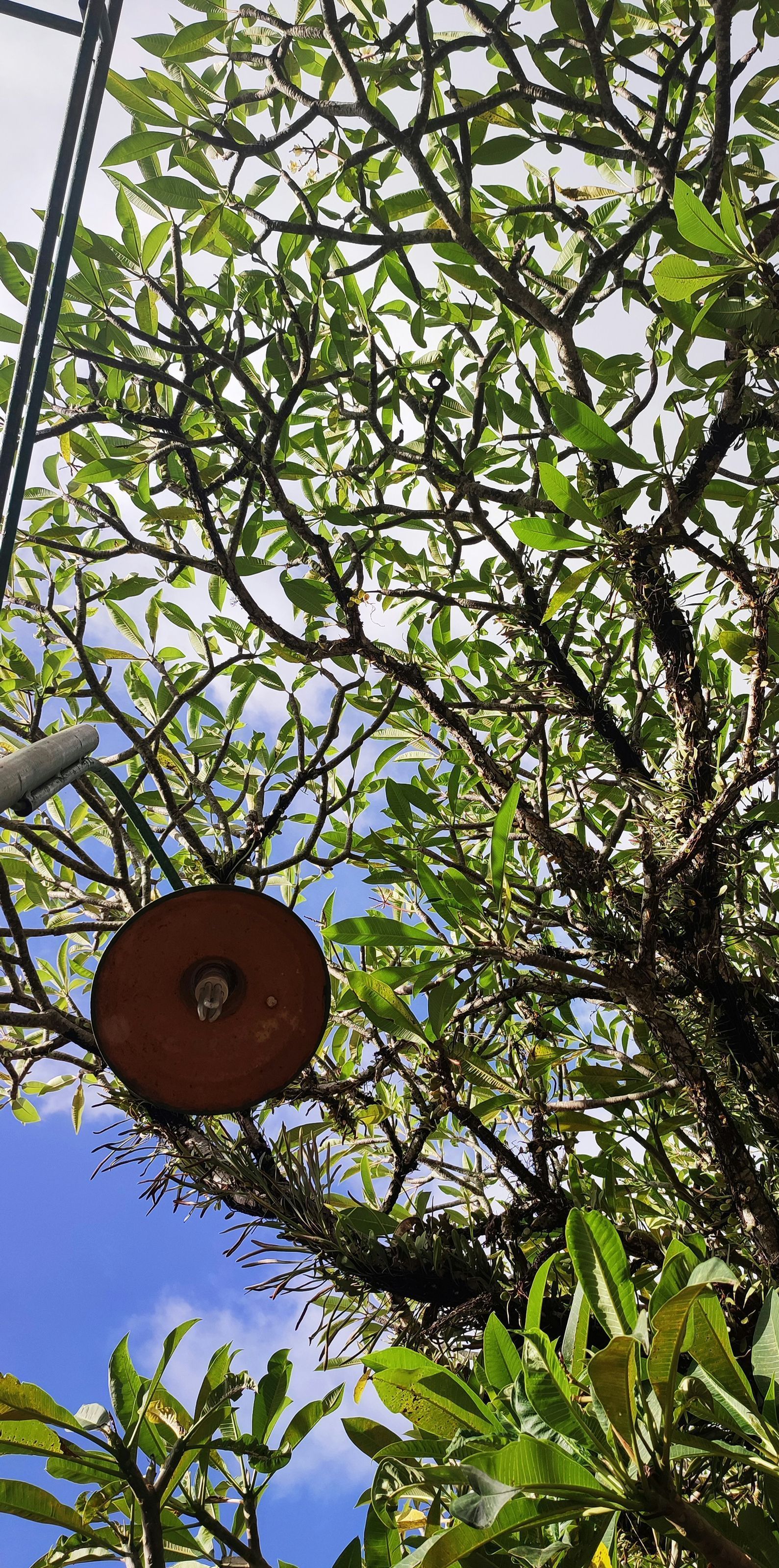 Brown light fixture hangs in a tree with green leaves against a blue sky.
