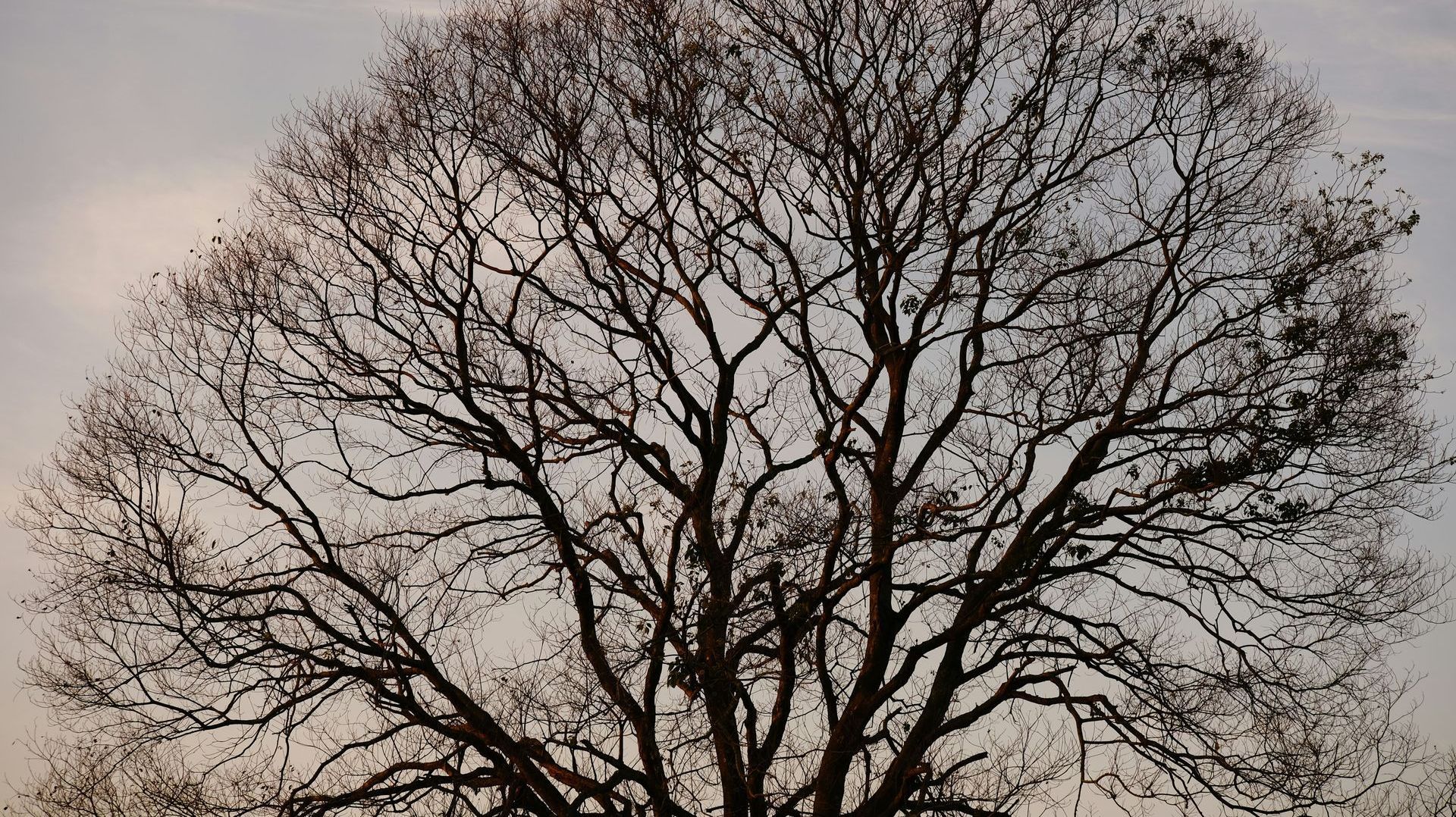 A tree without leaves is silhouetted against a cloudy sky.