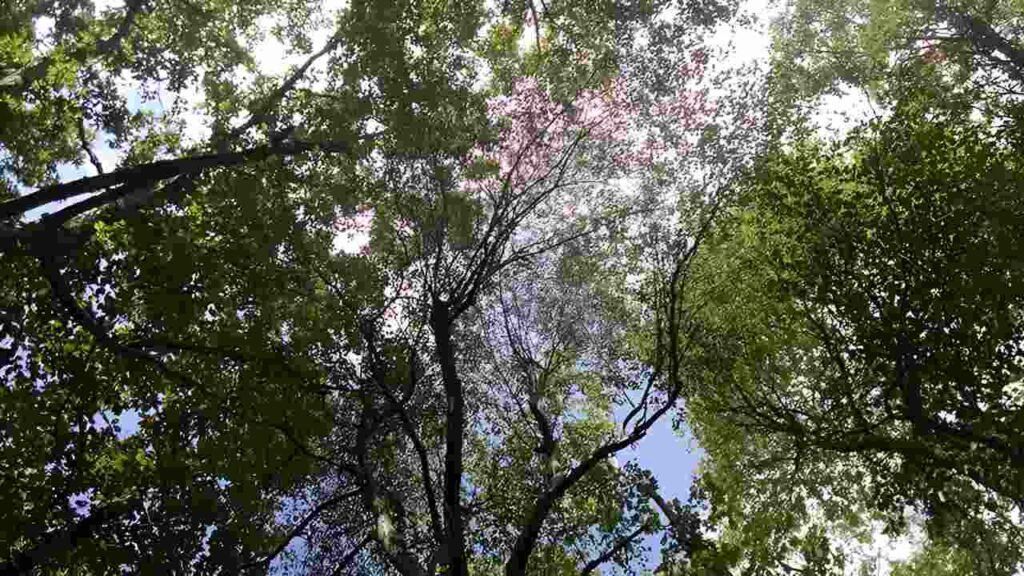 Looking up at the trees in a forest with the sun shining through the leaves.