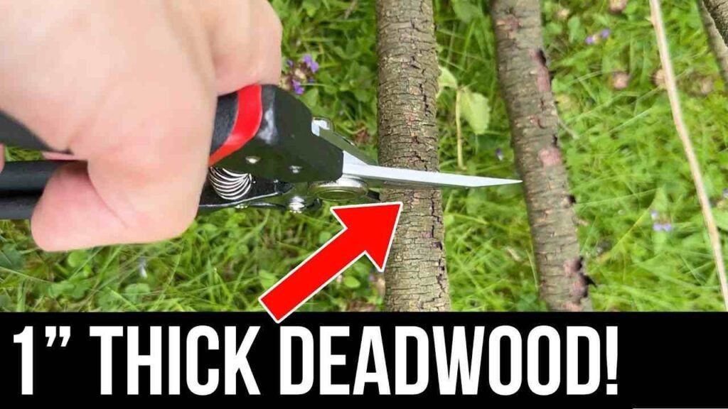 A person is cutting a tree branch with a pair of scissors.