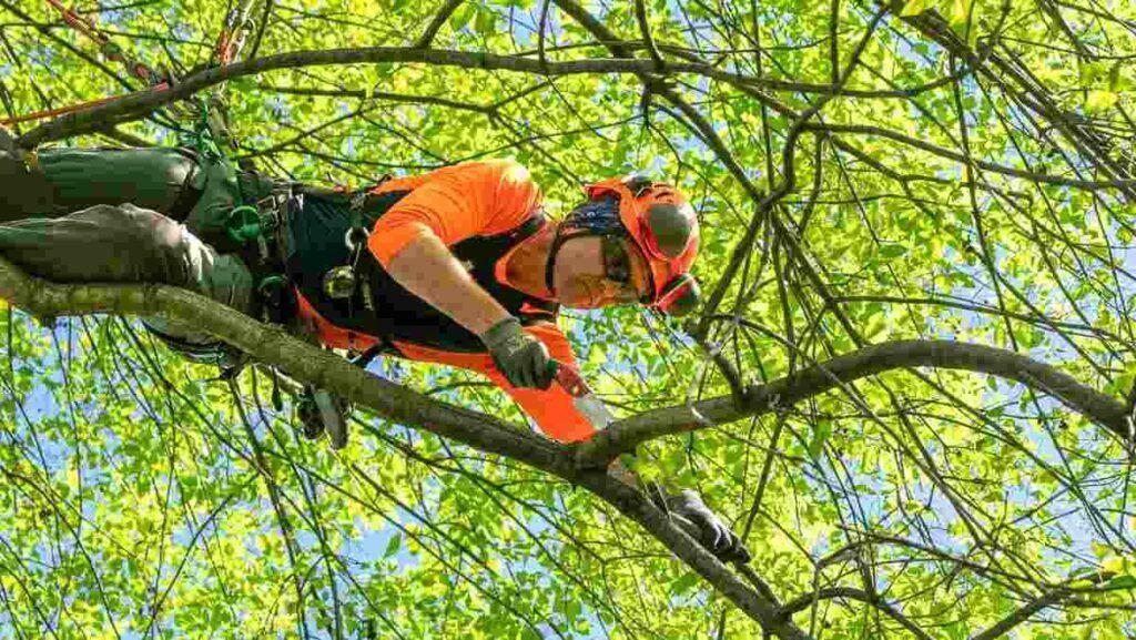 A man is cutting a tree branch with a chainsaw.