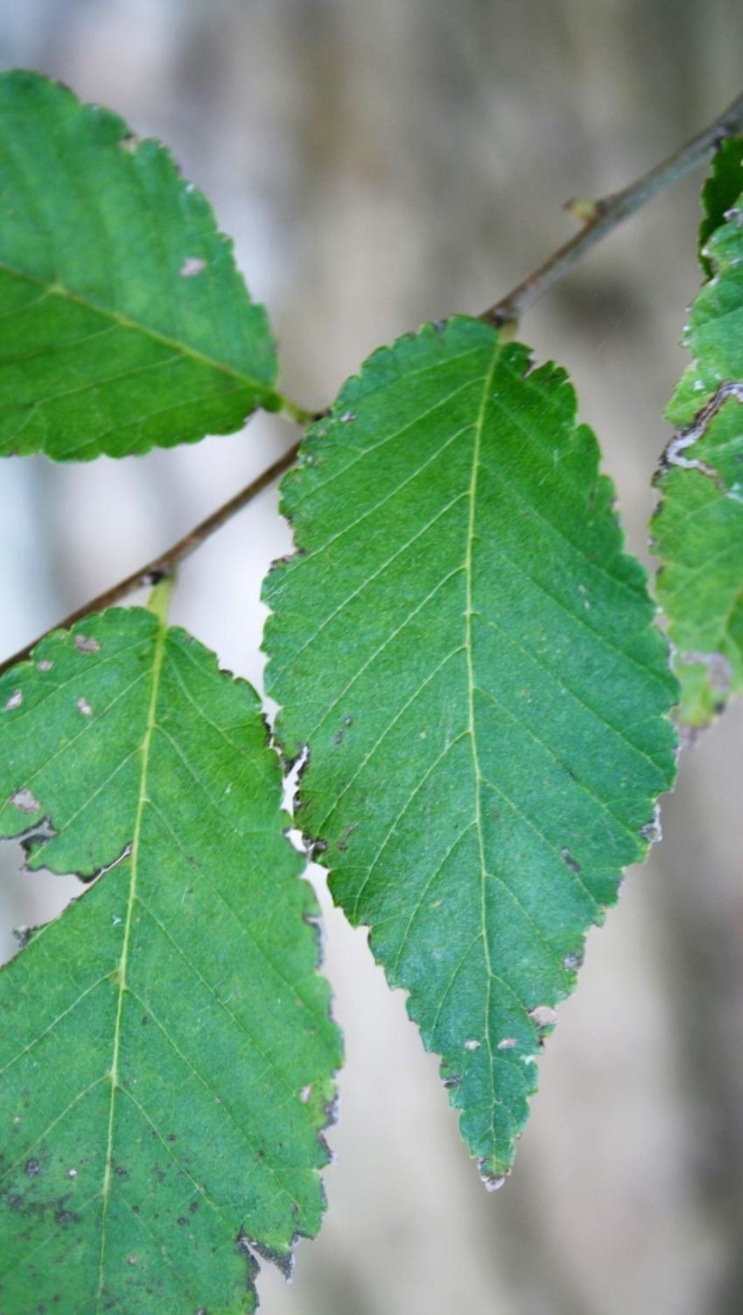 A close up of a green leaf on a tree branch.
