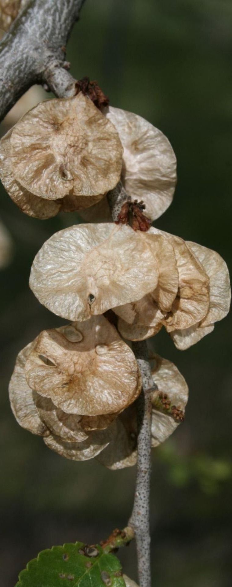 invasive plant