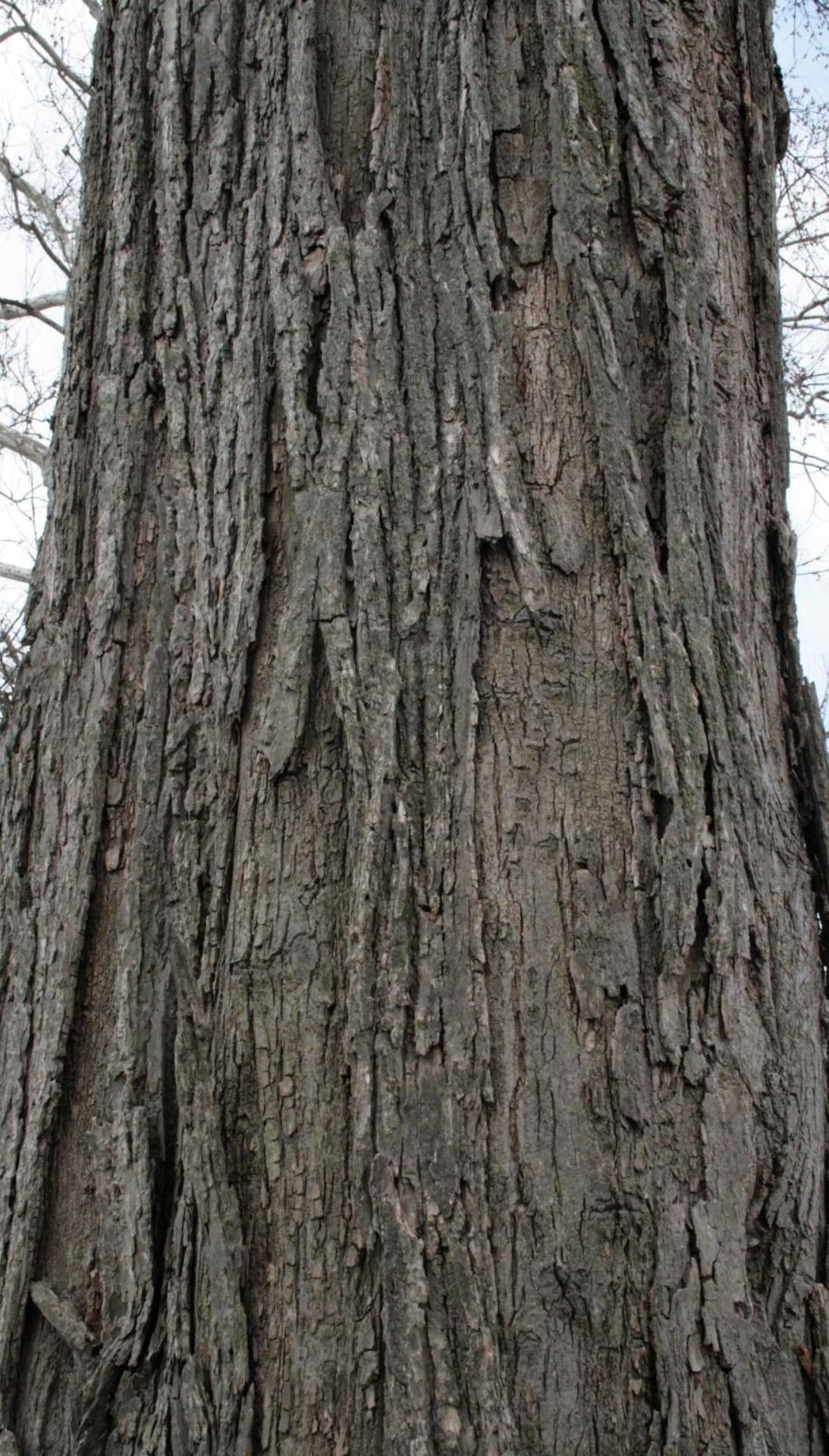 Close-up of a tree trunk with deeply furrowed, dark gray bark.