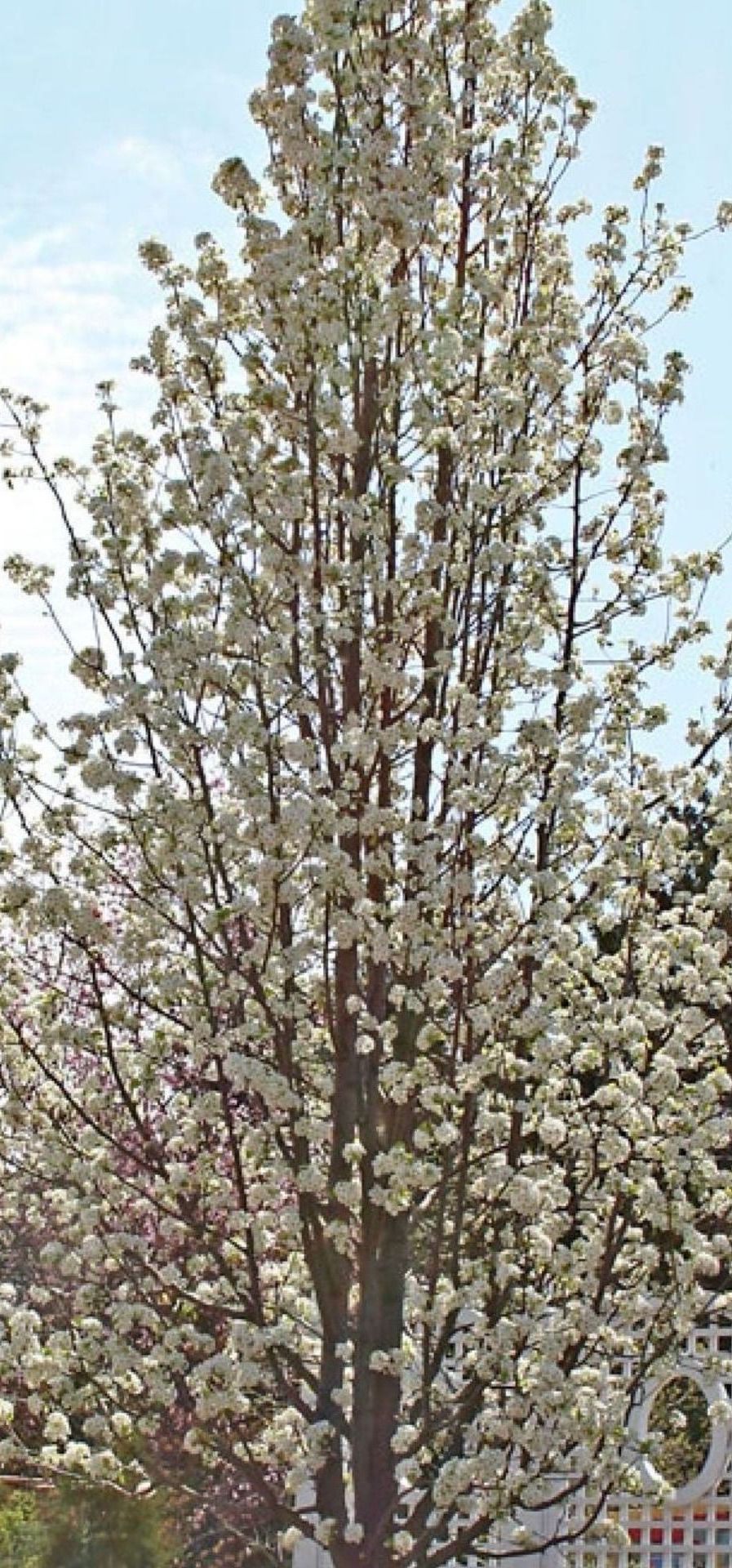 callery pear tree