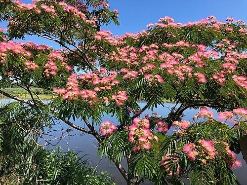 A tree with pink flowers and green leaves next to a body of water.