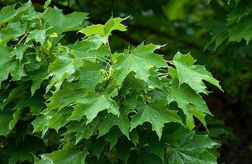 norway maple tree