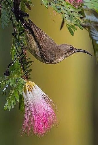 A bird is perched on a branch next to a pink flower.