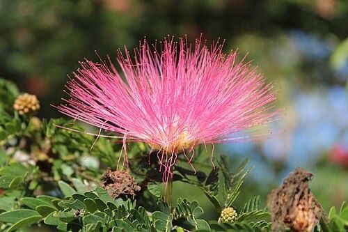 A close up of a pink flower surrounded by green leaves.