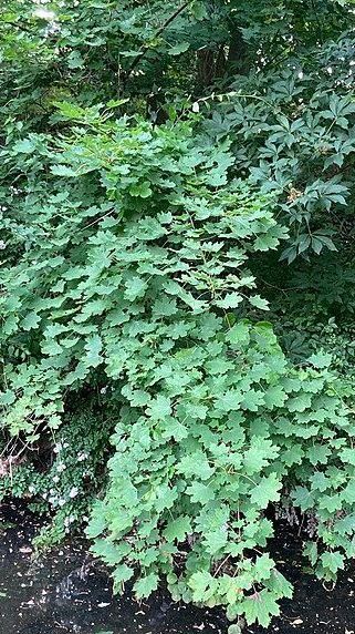 A bush with lots of green leaves is growing in the woods.