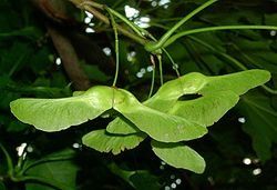 norway maple