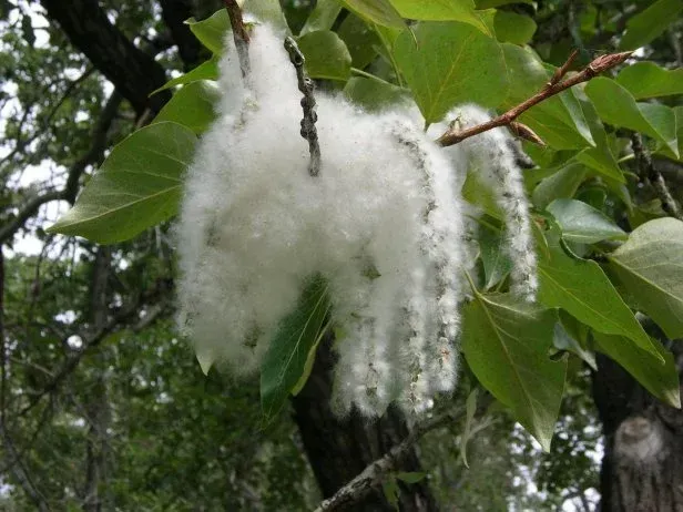 Cottonwood tree branch with dangling, fluffy white seed pods against green leaves.