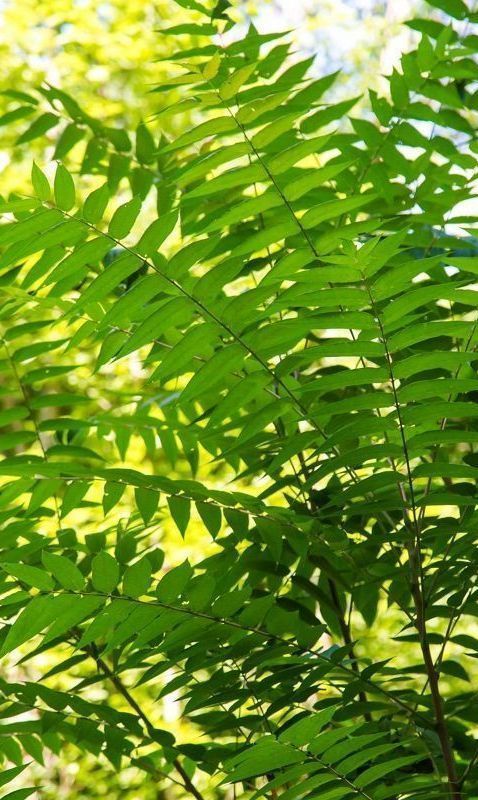 tree of heaven