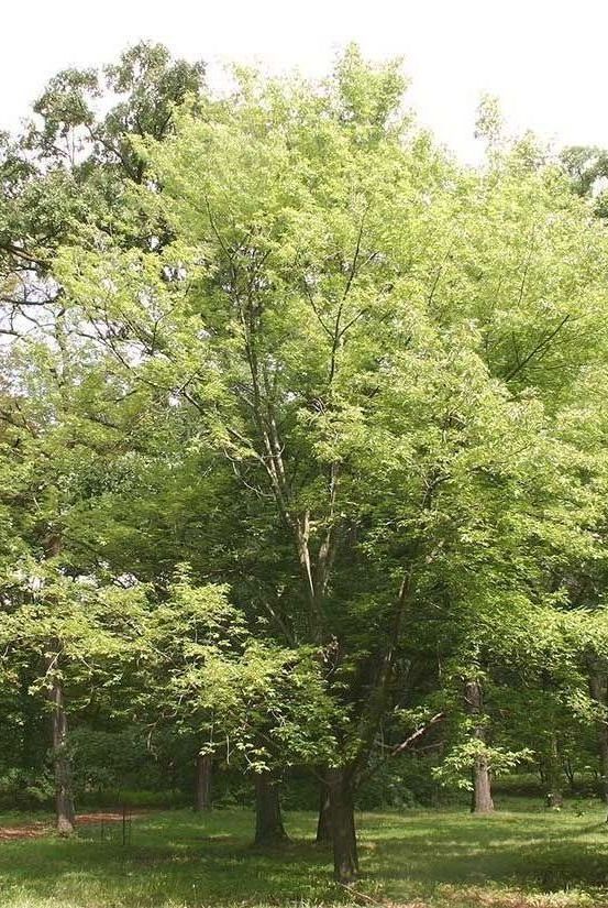 Tall tree with light green leaves in a park-like setting, with grass in the foreground and other trees in the background.
