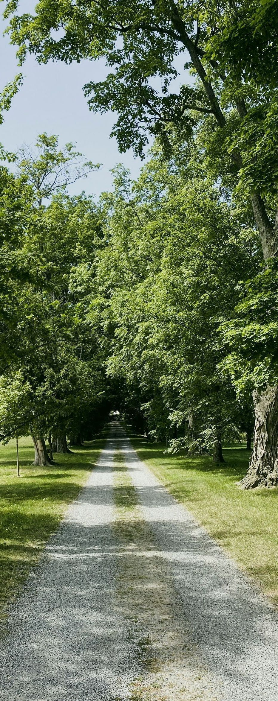 Gravel path lined by trees, leading to a distant, obscured structure, sunlight dappling the way.