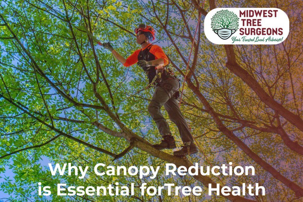 A person is climbing a tree with the words why canopy reduction is essential for tree health