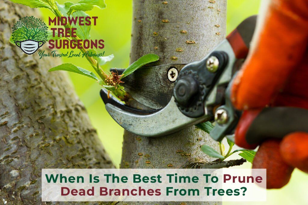 A person is pruning a tree with a pair of scissors.