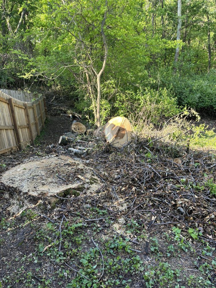 A large tree stump is sitting in the middle of a forest.