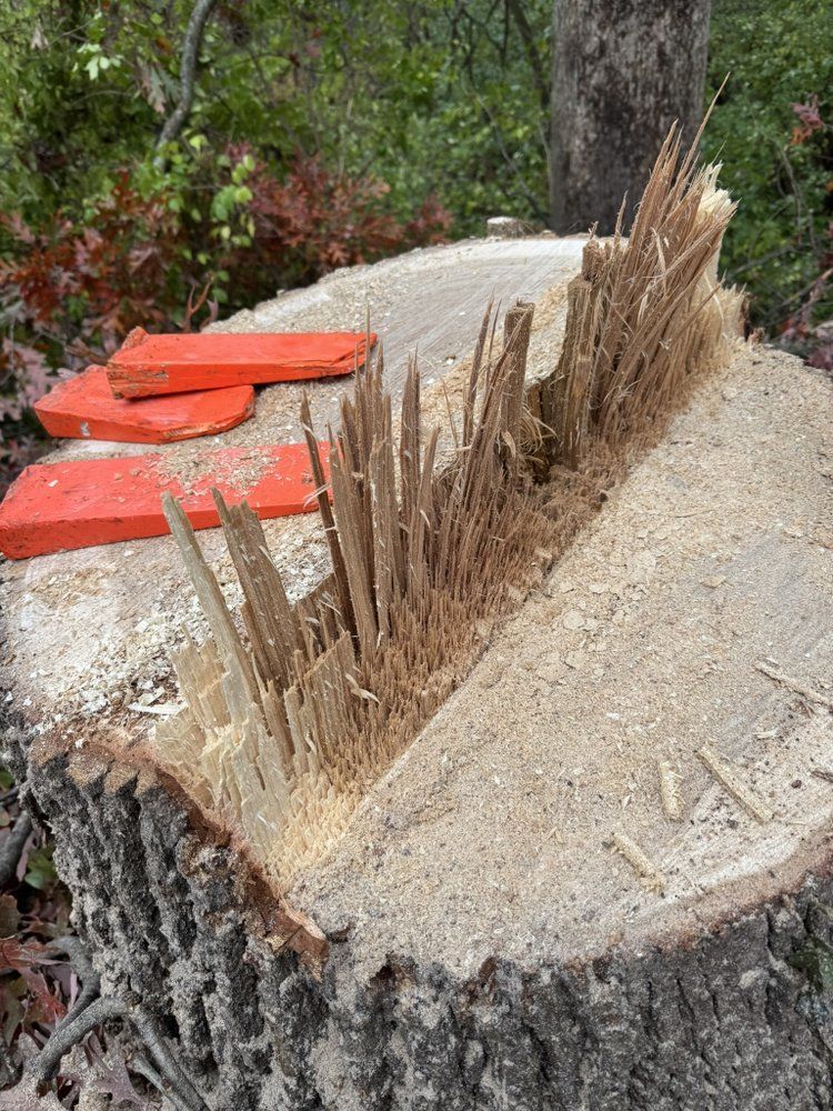 A tree stump with a lot of branches coming out of it.