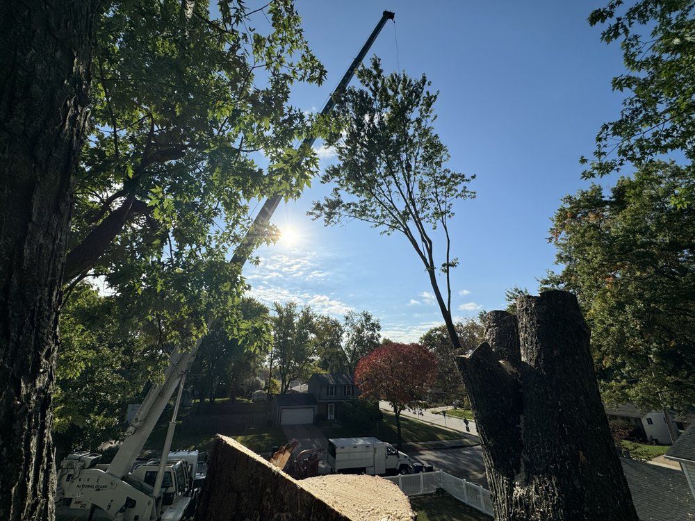 A tree is being cut down by a crane.