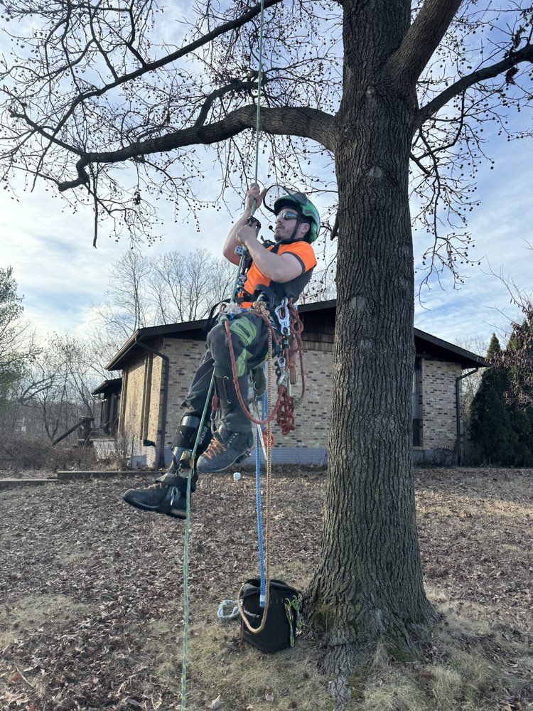 A man is climbing a tree in front of a house.