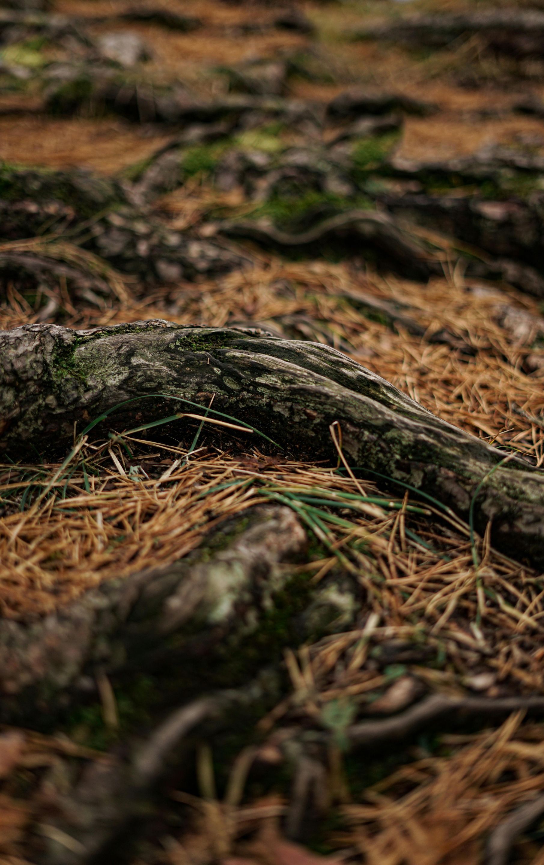 Exposed tree roots on forest floor covered in dry brown needles and some green grass.