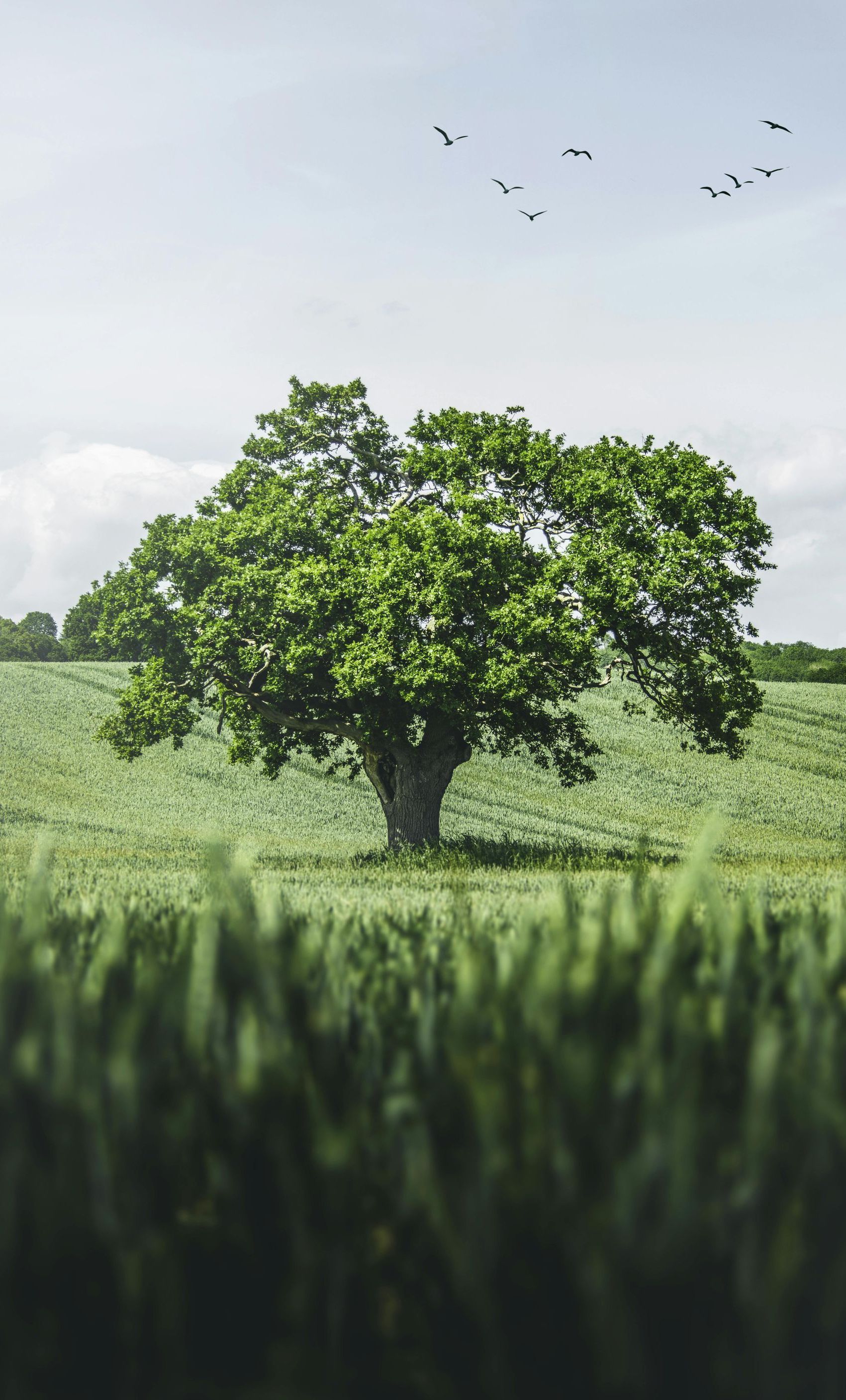 an oak tree