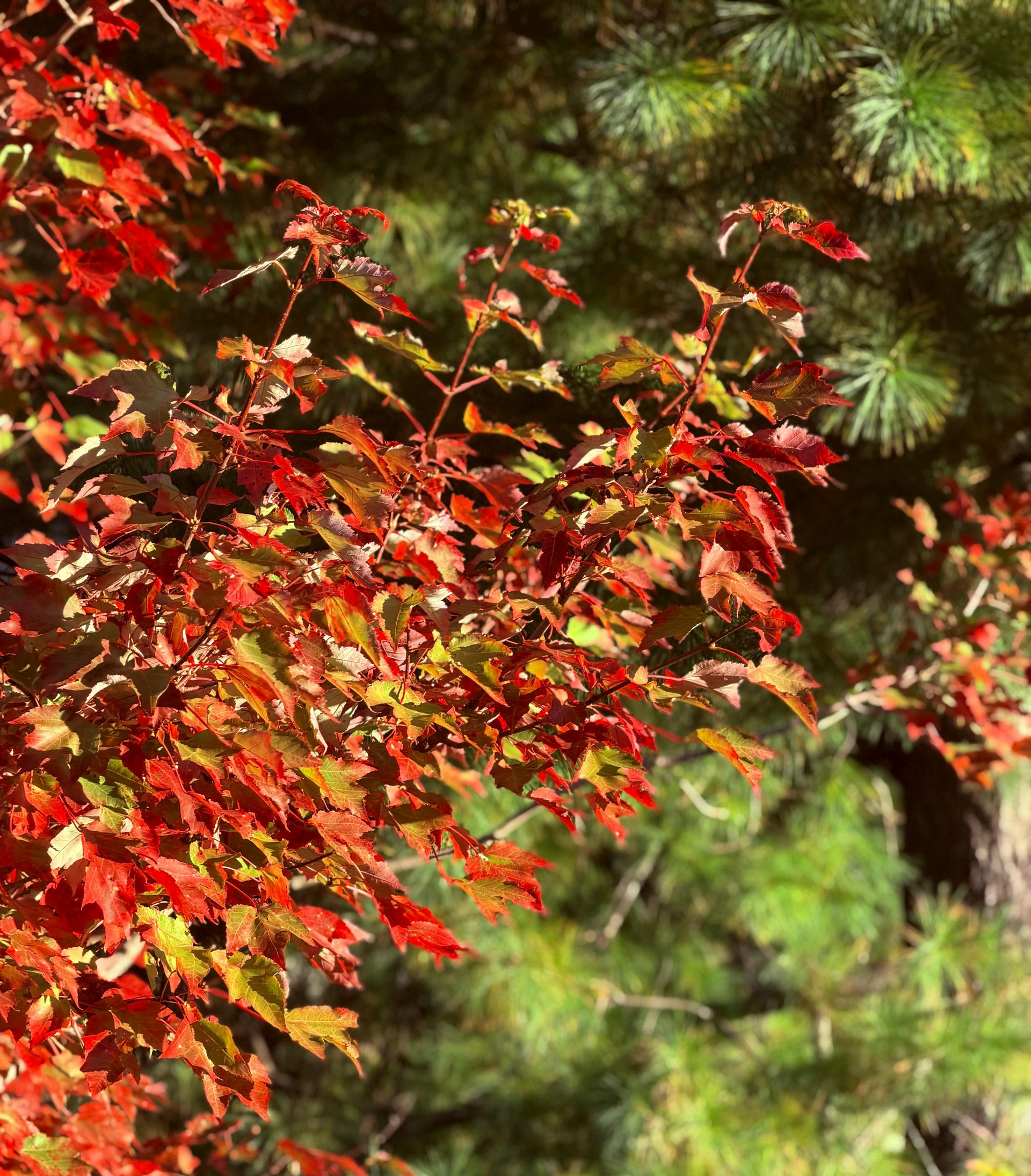 Red and orange leaves against a backdrop of green pine needles, suggesting autumn foliage.
