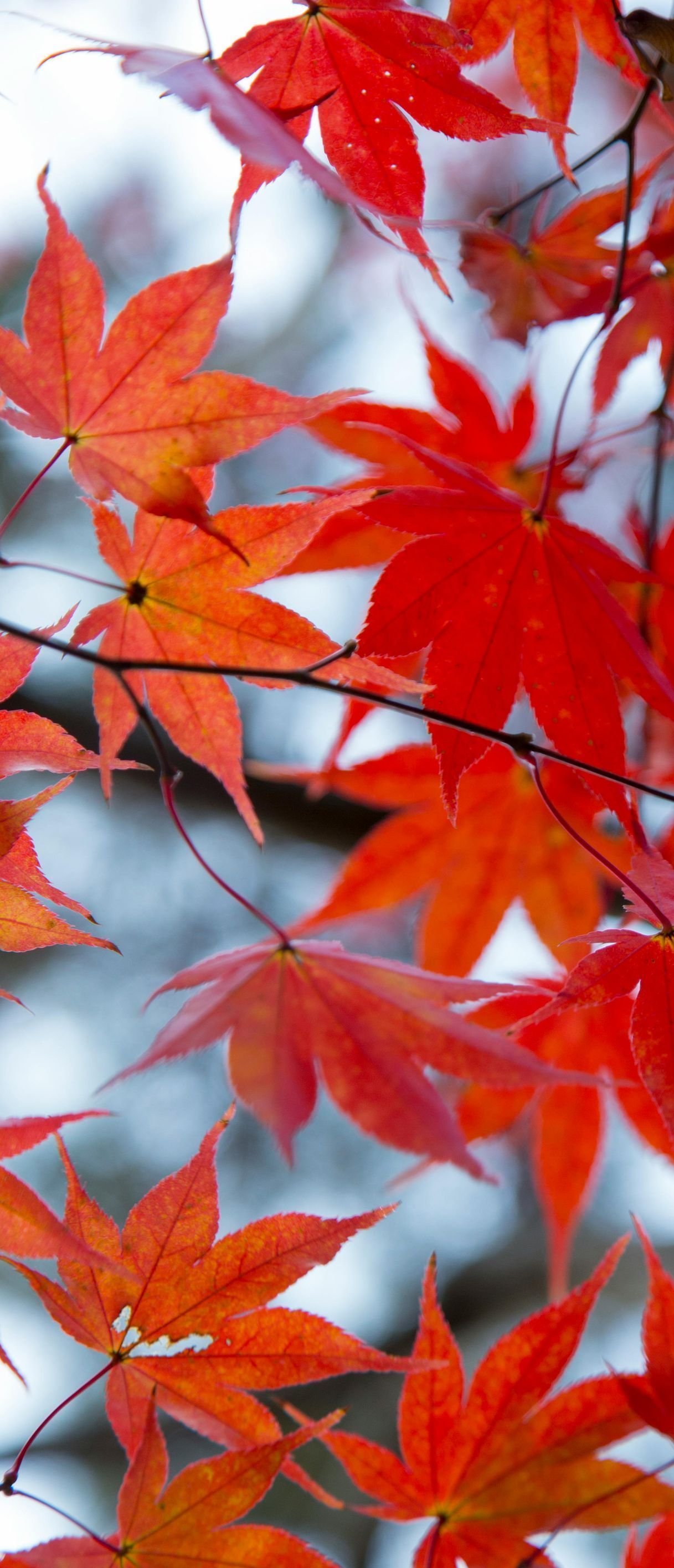 A close up of red leaves on a tree branch