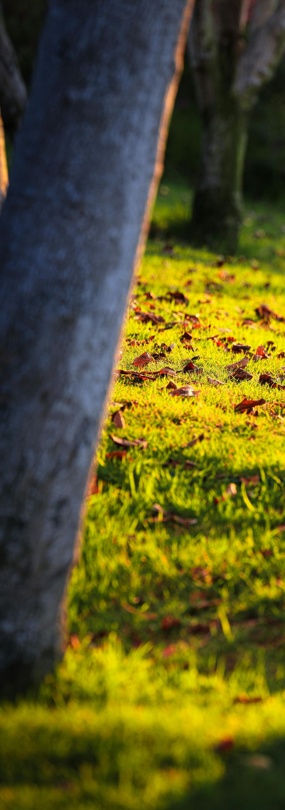 Tree trunk in the foreground, sunny grass in the background with fallen leaves.