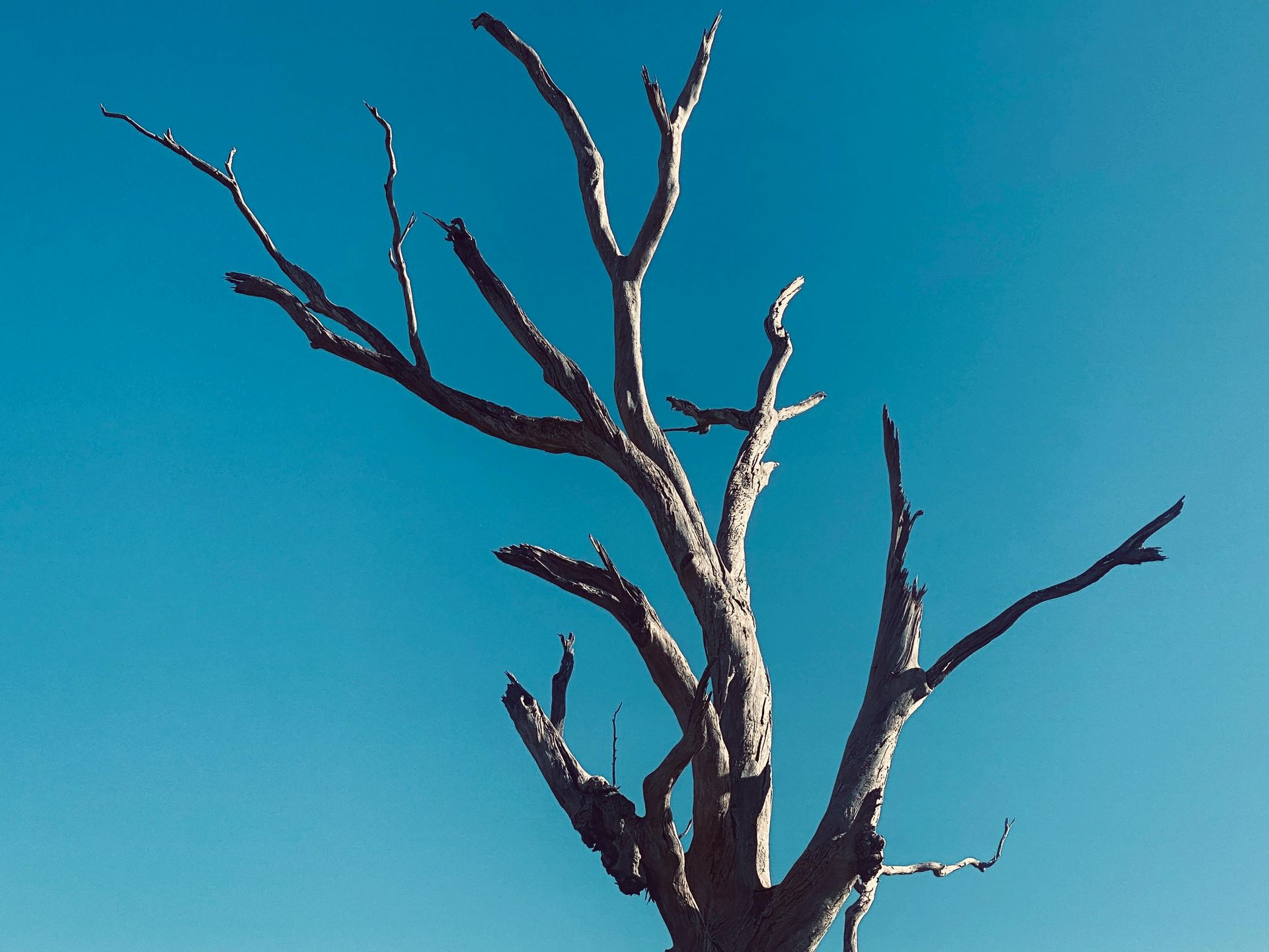 A tree without leaves against a blue sky