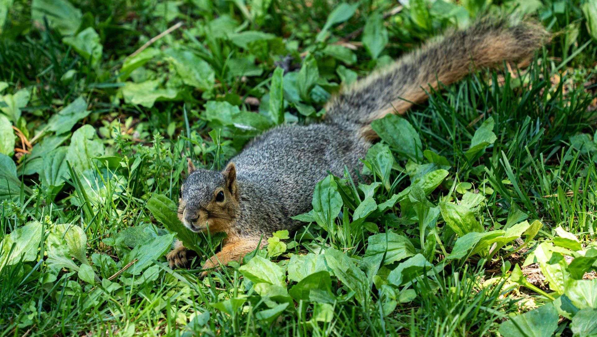 A squirrel is eating a nut in the grass.