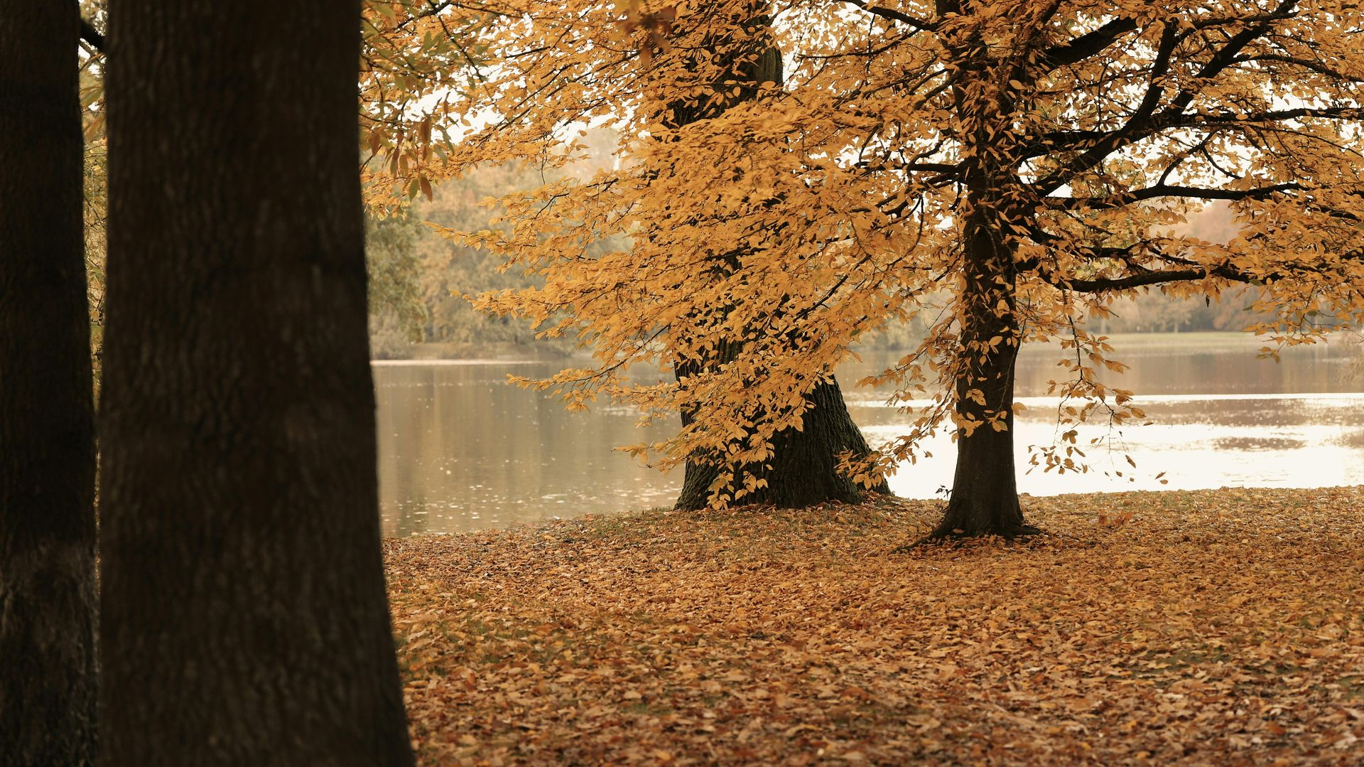 Trees with golden autumn leaves by a lake, brown leaves on the ground.