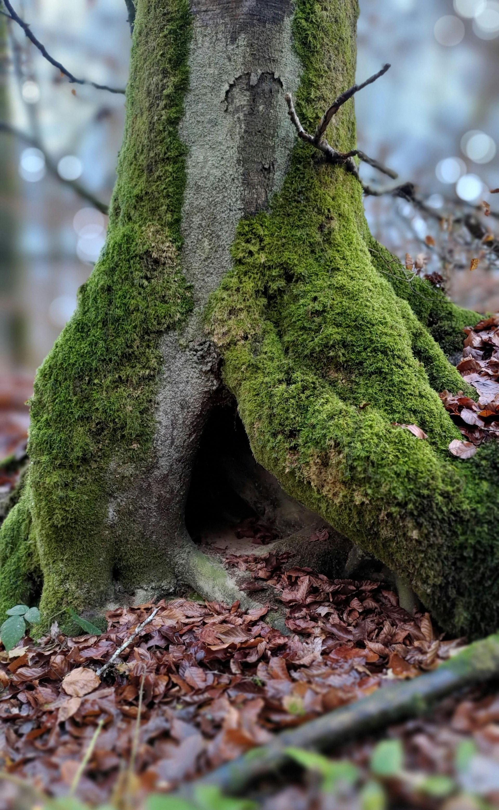 Moss-covered tree trunk in a forest, with a dark cavity in the base. Brown leaves cover the ground.