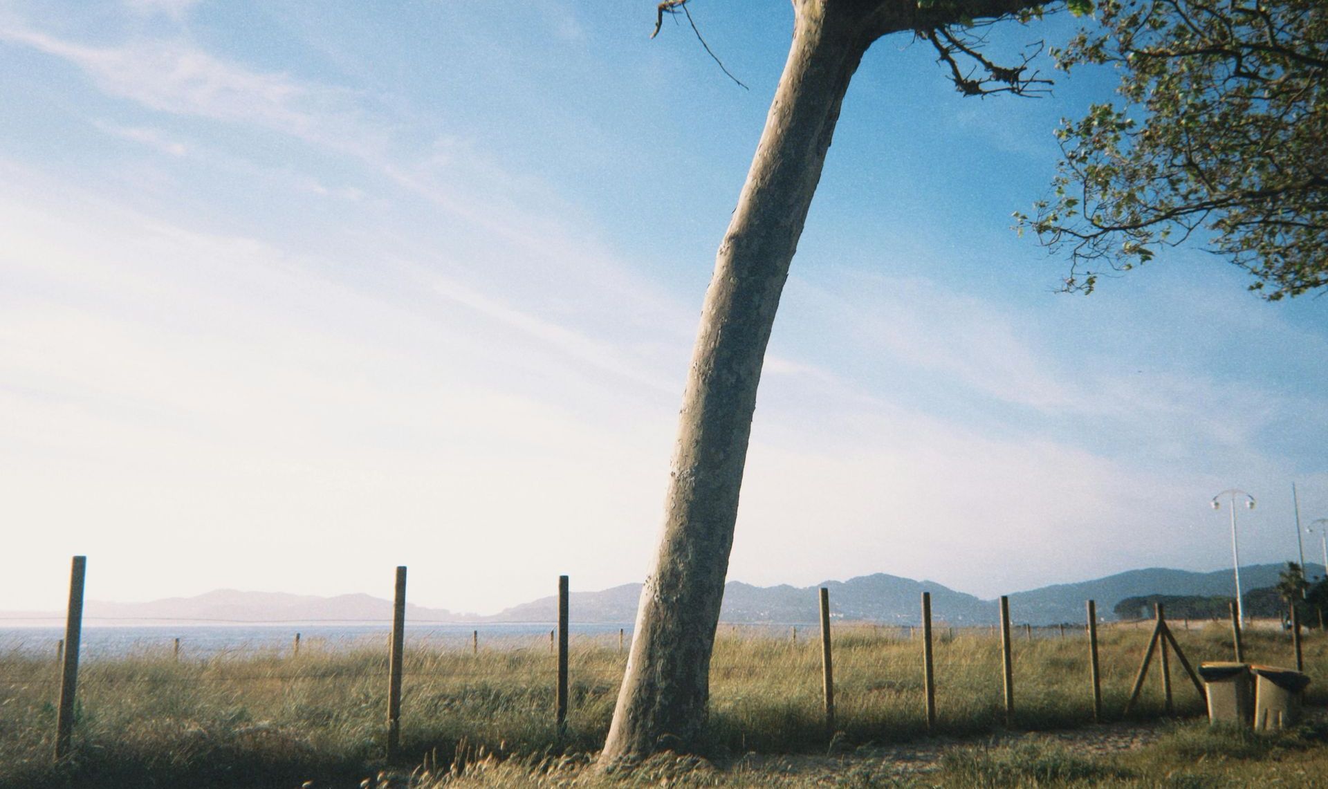 A tree in a field with a fence in the background